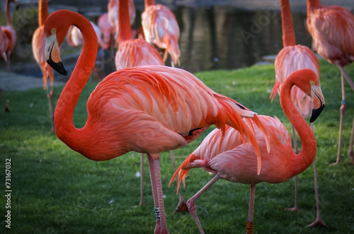 Obraz na płótnie europa zwierzę wieś flamingo natura