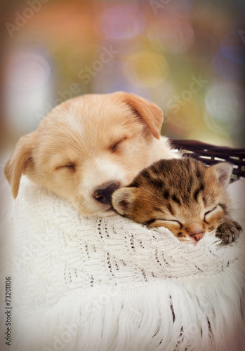 Plakat Śpiący kociak i szczeniak