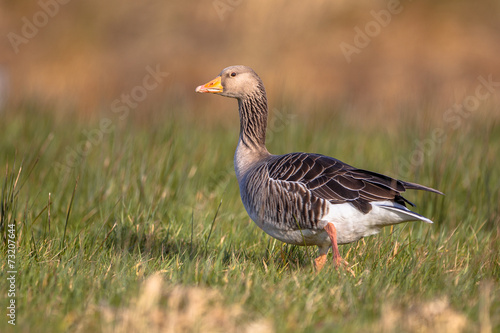 Fototapeta gęś fauna trawa piękny ptak