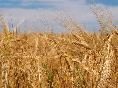 Plakat natura zboże ziarno żyto