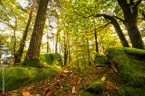 Fototapeta krajobraz las natura mech