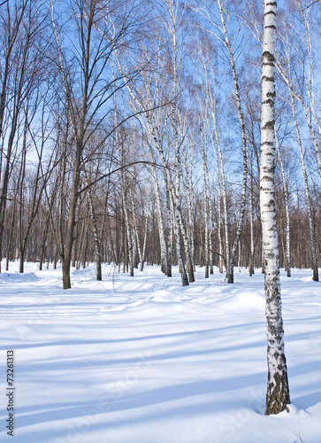 Fototapeta park las śnieg natura