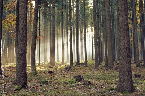 Naklejka pejzaż natura las jesień księżyc