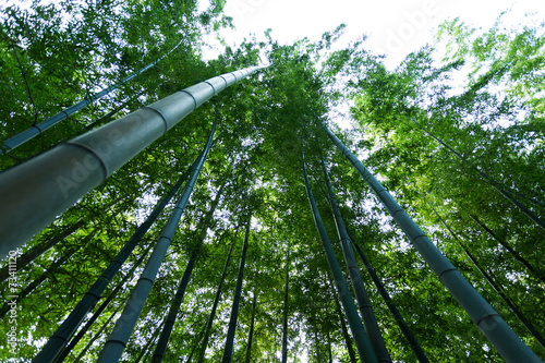 Fotoroleta krajobraz bambus roślina