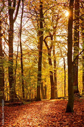 Naklejka słońce park natura