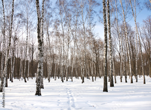 Fototapeta słońce aleja panorama