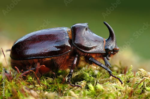 Obraz na płótnie motyl krajobraz fauna dzikość