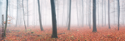 Naklejka las natura jesień