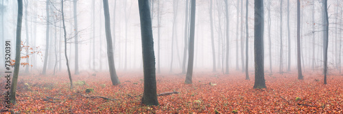 Obraz na płótnie las natura jesień