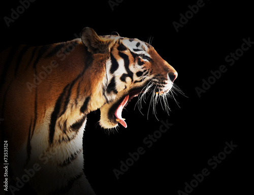 Plakat piękny tygrys bezdroża