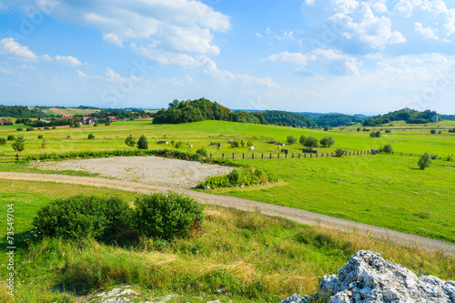 Naklejka pole widok wzgórze roślina