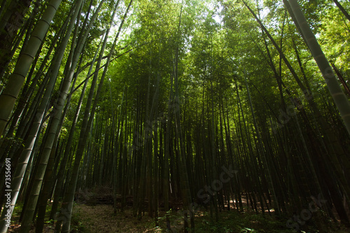 Naklejka japonia roślina roślinność spokojny