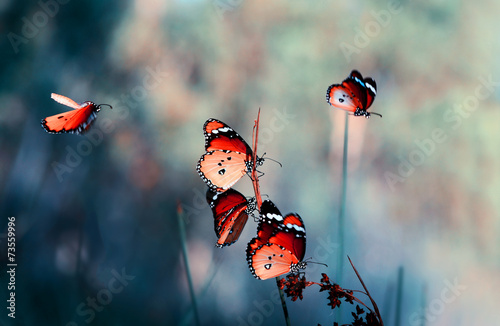 Fotoroleta trawa lato motyl jedzenie