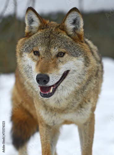 Plakat natura dzikie zwierzę śnieg bezdroża ssak