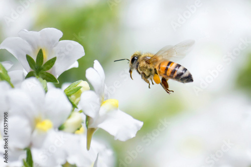 Fotoroleta lato kwiat świeży natura pyłek