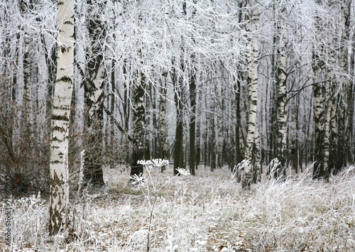 Naklejka pejzaż spokojny park śnieg jesień