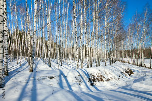 Fototapeta natura spokojny drzewa