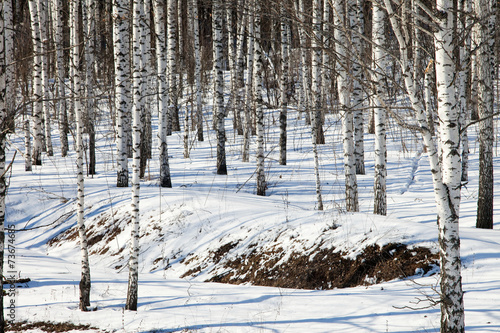 Fototapeta pejzaż park natura wzór piękny