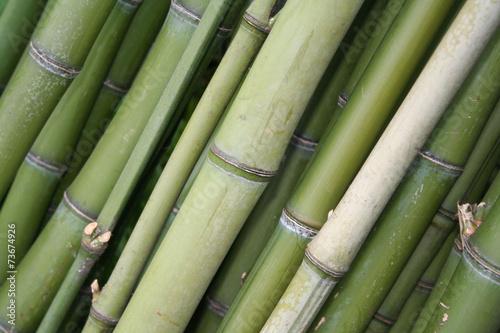 Naklejka azjatycki las bambus tropikalny