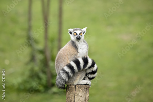 Fotoroleta twarz ssak natura portret małpa