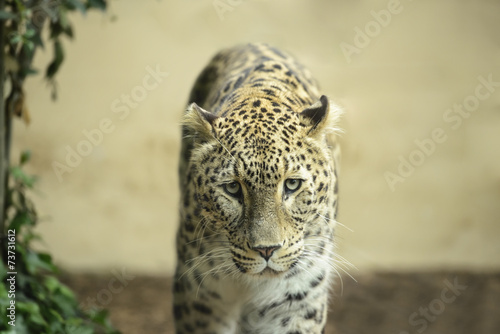 Fotoroleta ssak portret natura