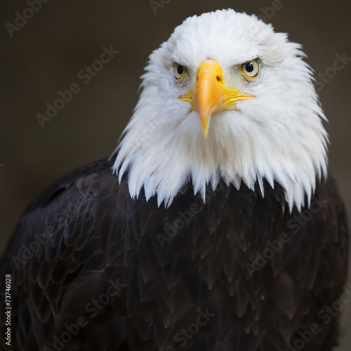 Plakat natura dziki ameryka morze ptak