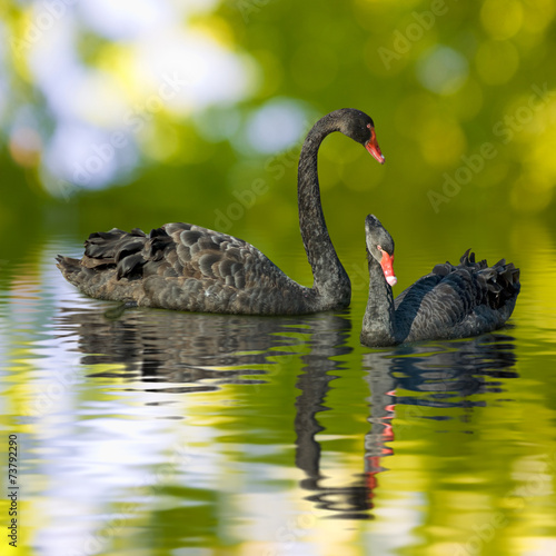 Plakat ptak natura trawa