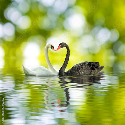 Plakat natura woda roślina lato zwierzę