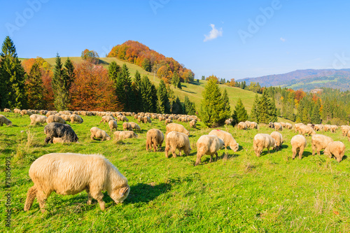 Naklejka widok słońce las