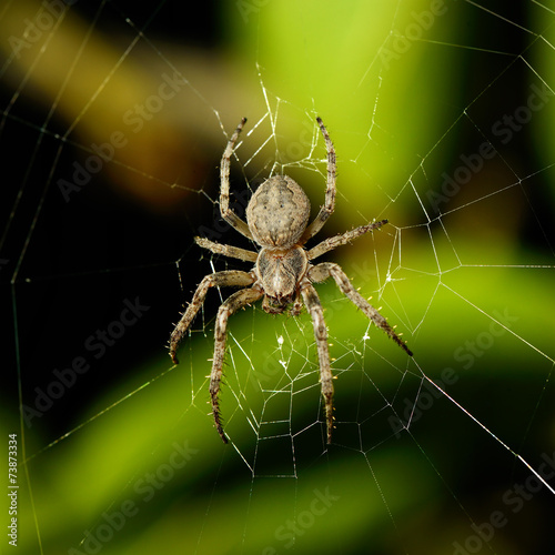 Obraz na płótnie wzór pająk dziki zwierzę