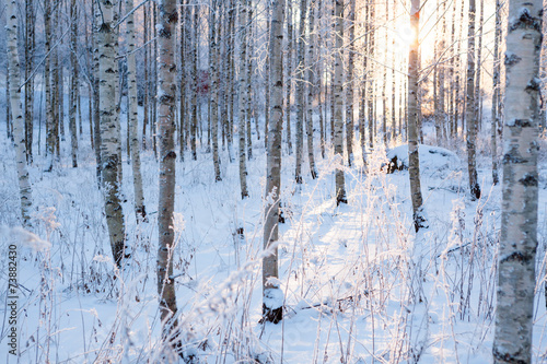 Fototapeta słońce las pejzaż spokojny natura