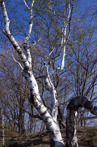 Naklejka drzewa las park brzoza roślina