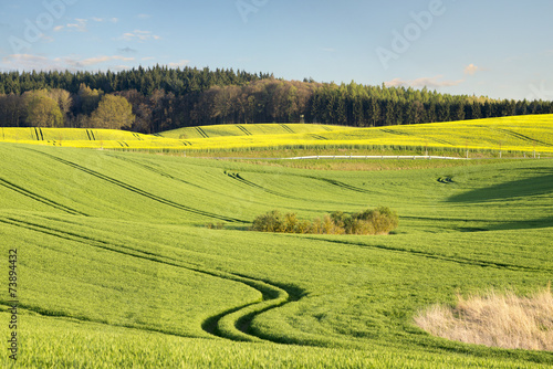 Fotoroleta kwiat aleja fala lato żniwa