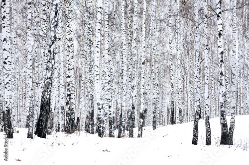 Plakat niebo rosja las natura śnieg