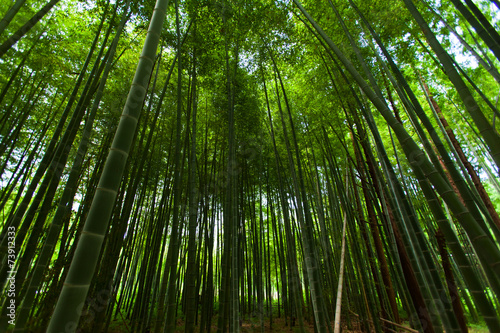 Naklejka roślinność japonia bambus zen azja