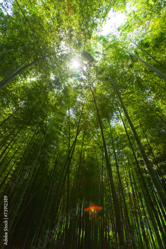 Naklejka azja bambus niebo roślinność