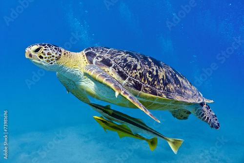 Plakat fauna podwodne roślina morze