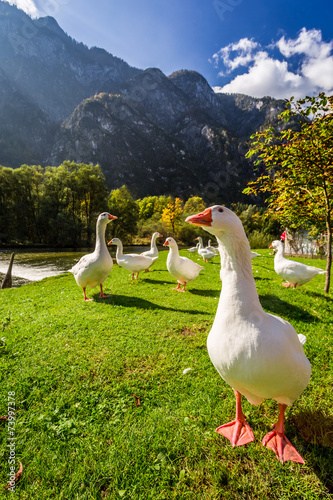 Fototapeta natura lato rolnictwo wzgórze