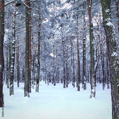 Naklejka zabawa drzewa natura las