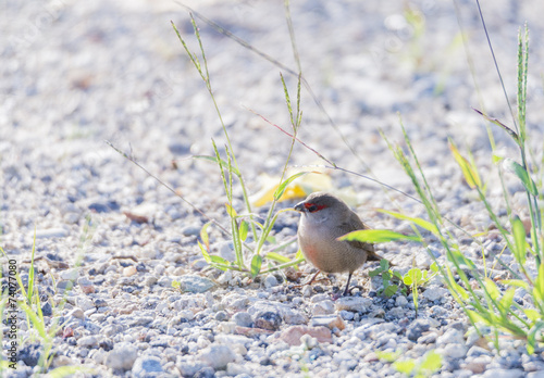 Fotoroleta piękny zwierzę ładny dziki fauna