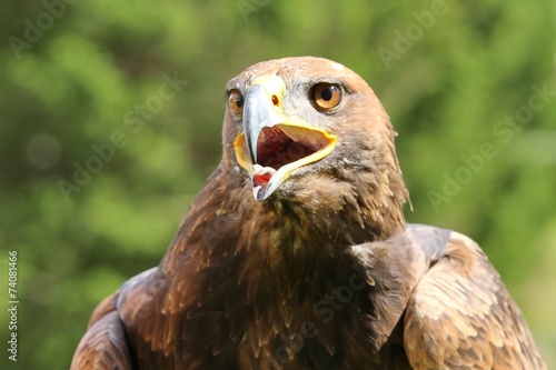 Fototapeta natura ptak zwierzę oko