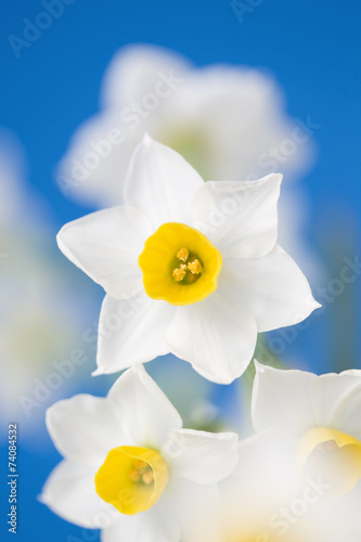 Naklejka narcyz kwiat roślina biały