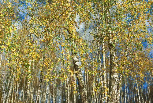 Plakat park widok jesień las drzewa