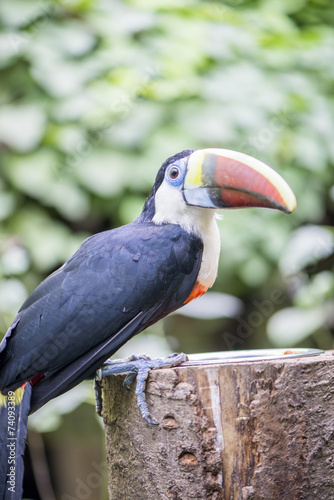 Fotoroleta zwierzę ładny fauna natura piękny