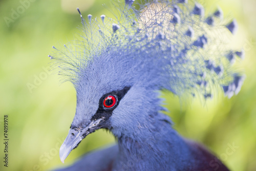 Naklejka ładny fauna dziki piękny