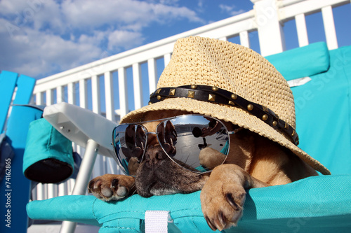 Naklejka plaża pies lato słońce