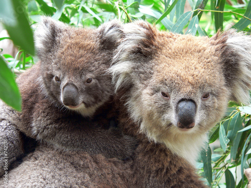 Fotoroleta australia natura ssak