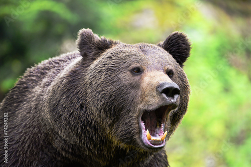 Plakat natura ssak zwierzę drzewa bezdroża