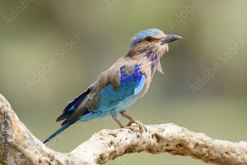 Fotoroleta dziki ładny natura