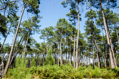 Naklejka krajobraz las roślina lato natura